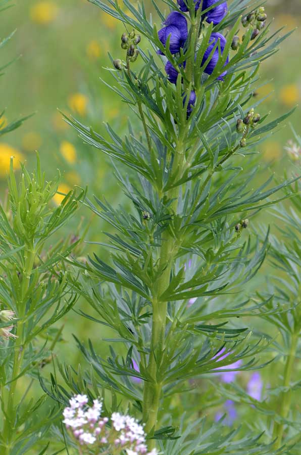 Aconitum napellus?